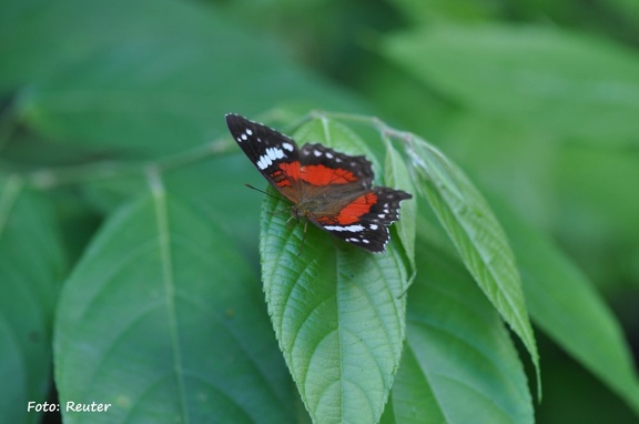 Roter Anartia-Falter (Anartia amathea)