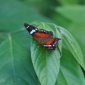 Roter Anartia-Falter (Anartia amathea)