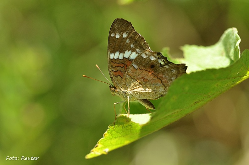 Edelfalter (Nymphalidae sp.)