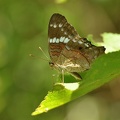 Edelfalter (Nymphalidae sp.)
