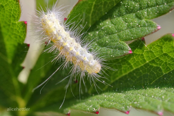 Trägspinner (Lymantriidae sp.)