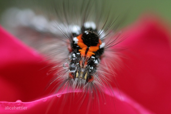 Schwan (Euproctis similis)