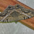 Black Witch Moth (Ascalapha odorata)