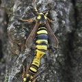 Hornissen-Glasflügler (Sesia apiformis)