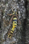 Hornissen-Glasflügler (Sesia apiformis)