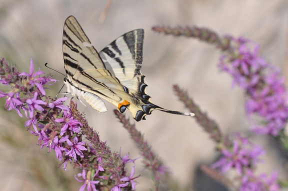 Segelfalter (Iphiclides podalirius)