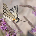 Segelfalter (Iphiclides podalirius)