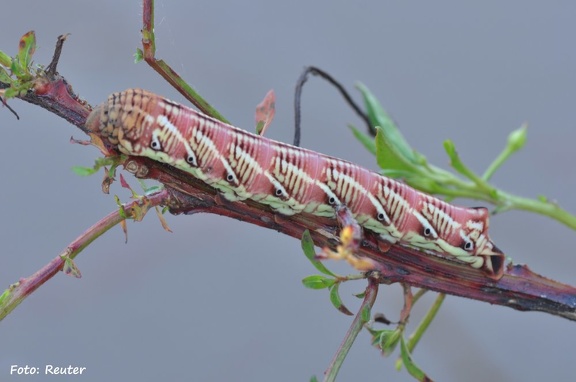 Schwärmer (Eumorpha fasciatus)