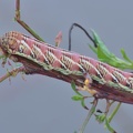 Schwärmer (Eumorpha fasciatus)