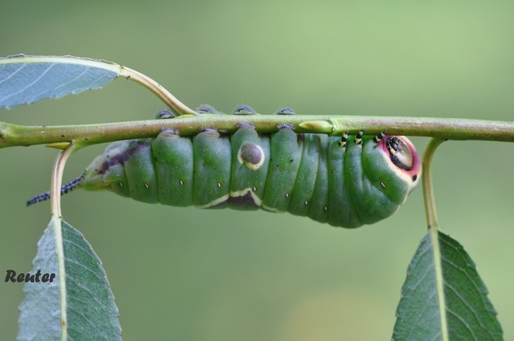 Großer Gabelschwanz (Cerura vinula)