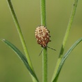 Baumwanze (Carpocoris sp.)