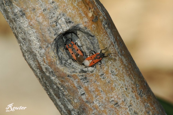 Südeuropäische Ritterwanze (Lygaeus creticus)