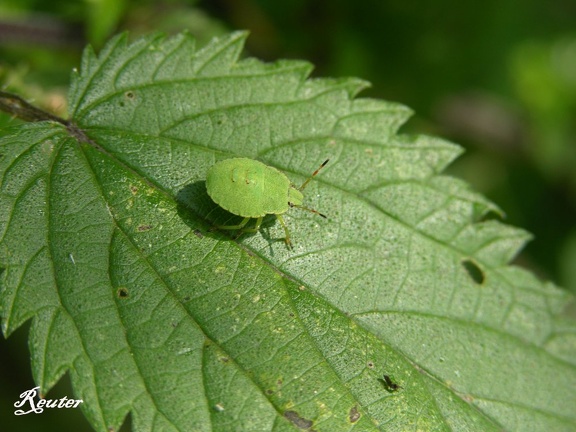 Grüne Stinkwanze (Palomena prasina)