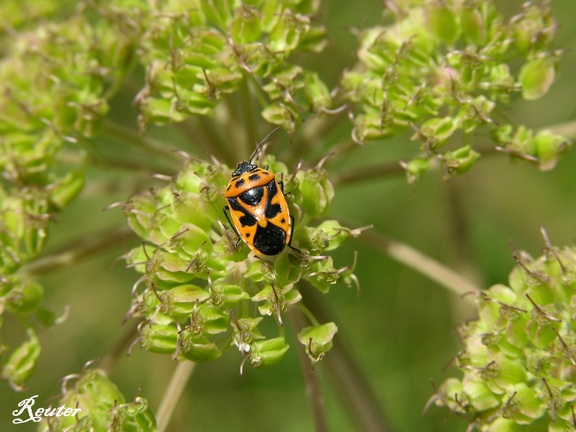 Rotschwarze Gemüsewanze (Eurydema dominulus)