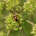 Rotschwarze Gemüsewanze (Eurydema dominulus)