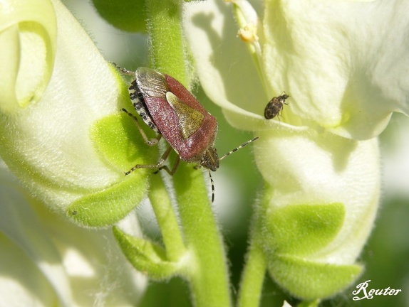 Braune Beerenwanze (Dolycoris baccarum)