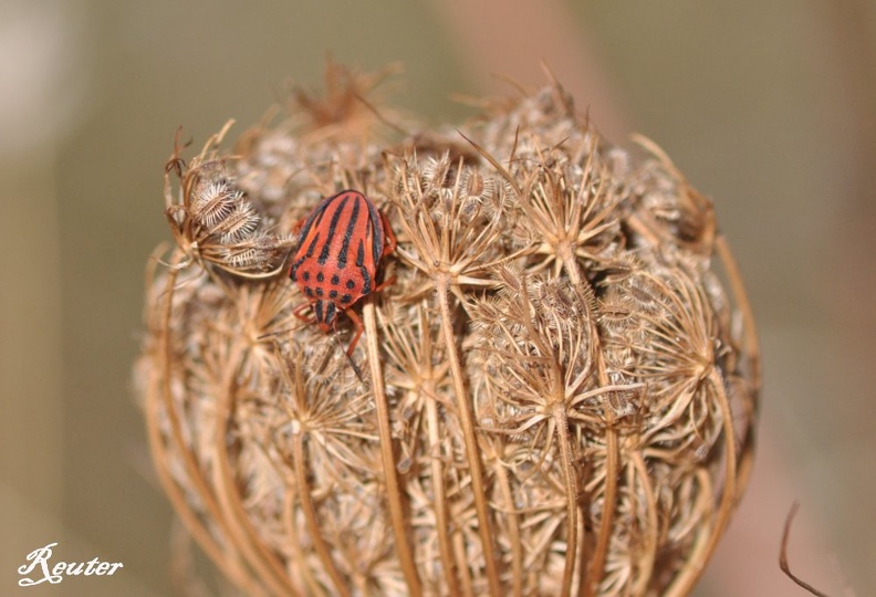 Fleckige Streifenwanze - Half-spotted Stink Bug (Graphosoma semipunctatum)
Foto: Karl Reuter
Ort:
Kamera: Nikon D90, Nikkor 105VR 1:2,8 Image4.jpg