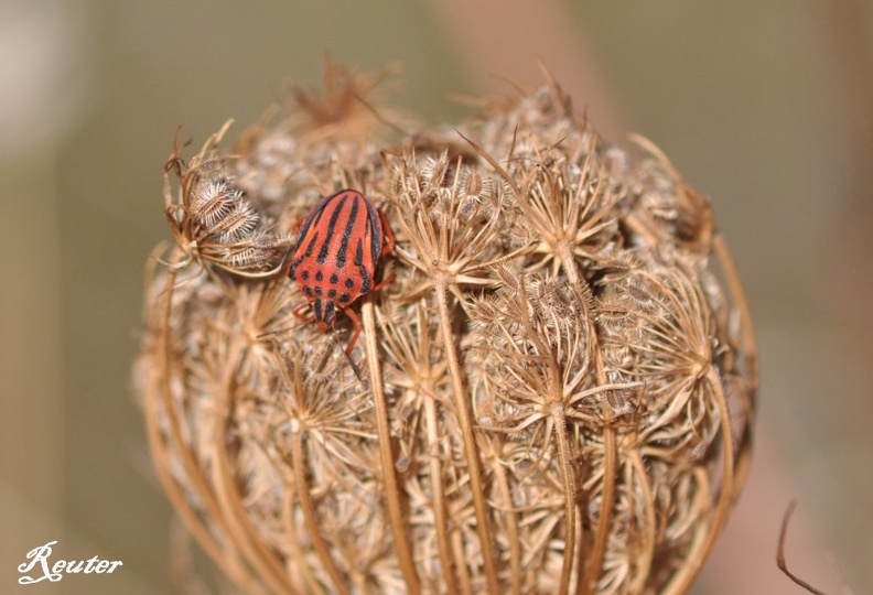 Fleckige Streifenwanze (Graphosoma semipunctatum)