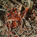 Gemeine Feuerwanze (Pyrrhocoris apterus)