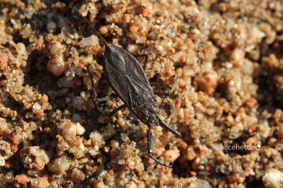 Wasserskorpion (Nepa cinerea)