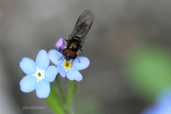 Haarmücke (Dilophus sp.)