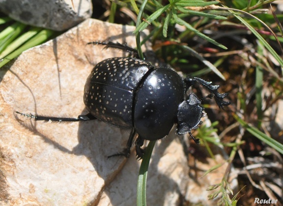 Pillendreher (Scarabaeus semipunctatus)