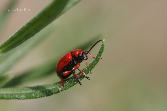 Rotbeiniges Lilienhähnchen (Lilioceris merdigera)