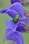 Seidiger Fallkäfer (Cryptocephalus sericeus)