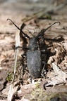 Schwarzer Weberbock (Lamia textor)