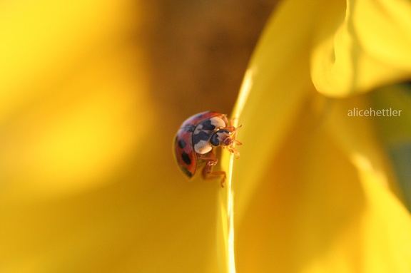 Asiatischer Marienkäfer (Harmonia axyridis)