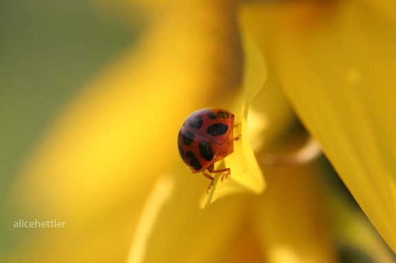 Asiatischer Marienkäfer (Harmonia axyridis)