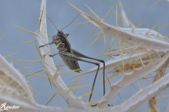 Gemeine Strauchschrecke (Pholidoptera griseoaptera)