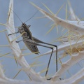 Gemeine Strauchschrecke (Pholidoptera griseoaptera)