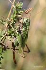 Warzenbeißer (Decticus verrucivorus)