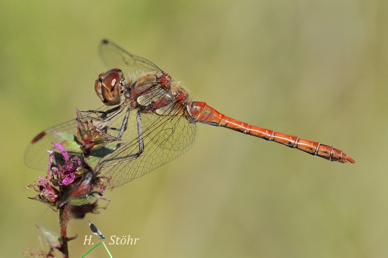 Große Heidelibelle (Sympetrum striolatum)