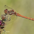 Große Heidelibelle (Sympetrum striolatum)