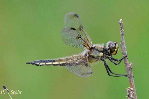 Vierfleck-Libelle (Libellula quadrimaculata)