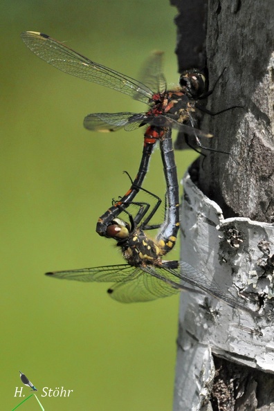 Kleine Moosjungfer (Leucorrhinia dubia)