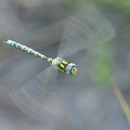 Blaugrüne Mosaikjungfer (Aeshna cyanea)