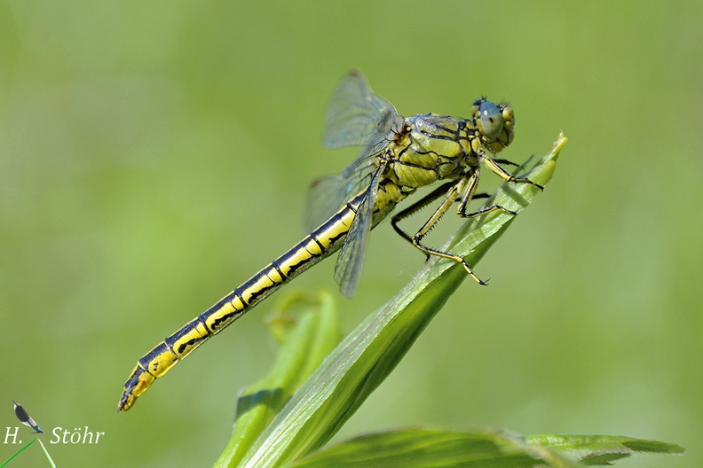 Westliche Keiljungfer (Gomphus pulchellus)