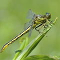 Westliche Keiljungfer (Gomphus pulchellus)