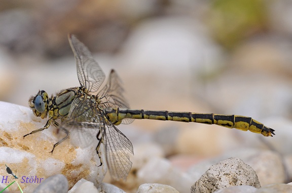 Westliche Keiljungfer (Gomphus pulchellus)