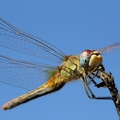 Frühe Heidelibelle (Sympetrum fonscolombii)