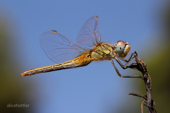 Frühe Heidelibelle (Sympetrum fonscolombii)