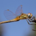 Frühe Heidelibelle (Sympetrum fonscolombii)