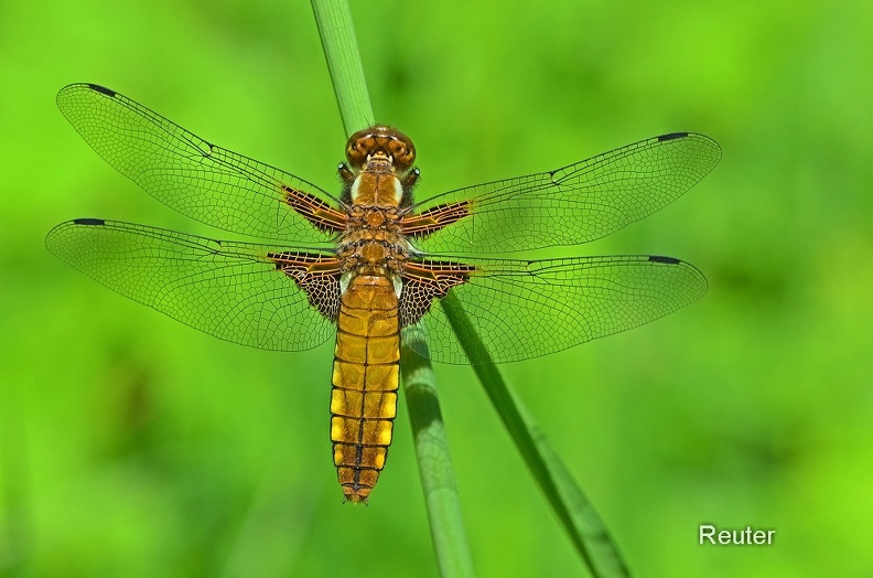 Plattbauch (Libellula depressa).jpg