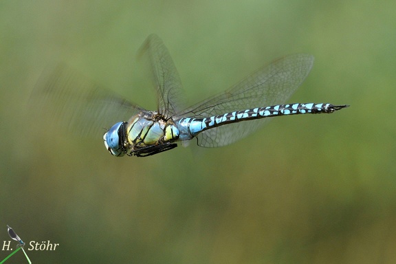 Südliche Mosaikjungfer (Aeshna affinis)