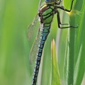 Früher Schilfjäger (Brachytron pratense)