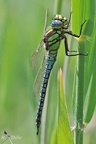 Früher Schilfjäger (Brachytron pratense)