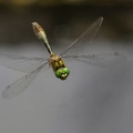 Falkenlibelle (Cordulia aenea)